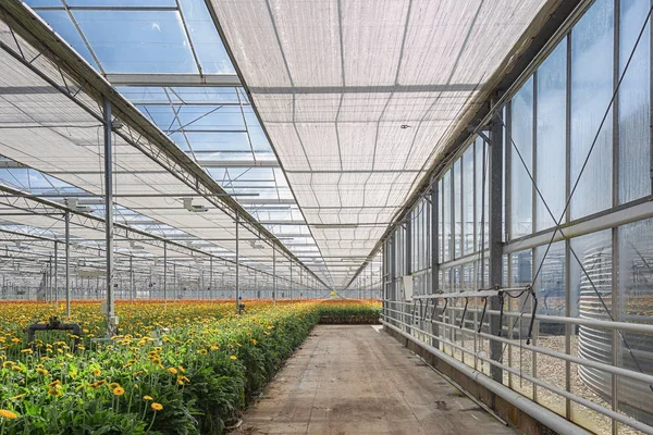 Växande Gerbera i ett stort växthus i Nederländerna — Stockfoto