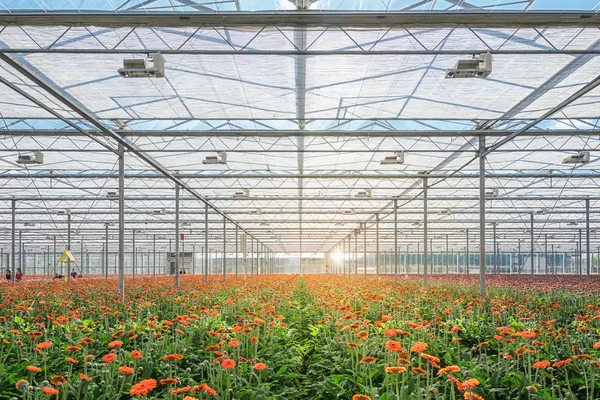 Pěstování Gerber v rozlehlém skleníku v Nizozemsku — Stock fotografie