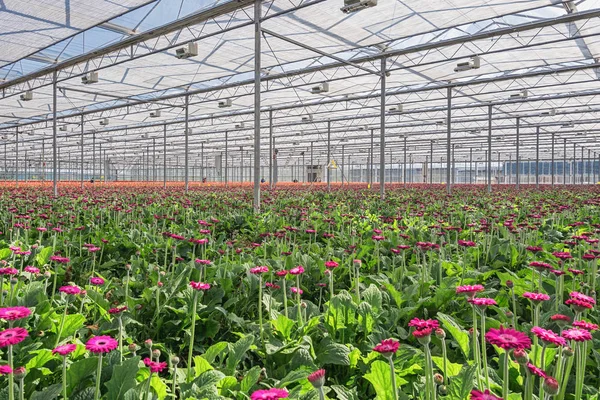 Växande Gerbera Ett Stort Växthus Nederländerna — Stockfoto