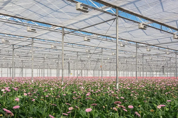 Växande Gerbera i ett stort växthus i Nederländerna — Stockfoto