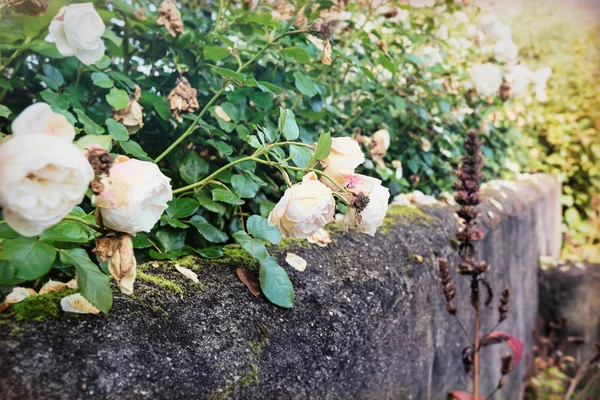 Blooming roses in autumn above an old wall — Stock Photo, Image