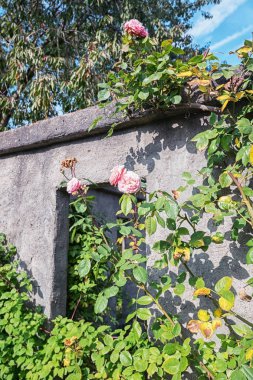 Sonbaharda çiçek açan gül açık kare delik ile duvar