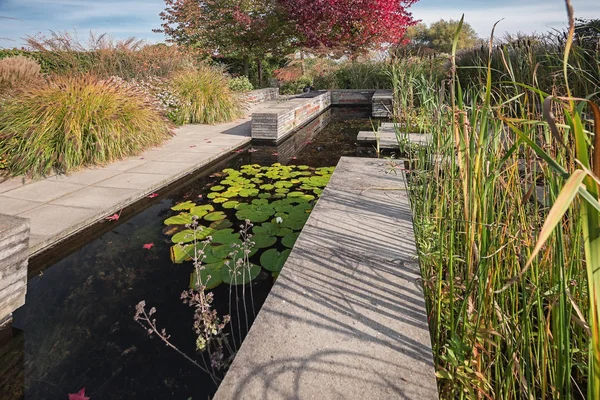 Декоративный пруд с водяными лилиями и тростниками в саду — стоковое фото