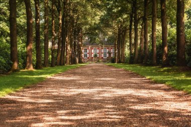 Lane bir eve Hollanda'daki bir ormandaki ağaçlar