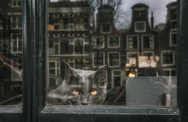 Sarı gözlü kara kedi pencerenin arkasında bir yerde nöbet tutuyor.