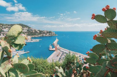 Arka planında deniz feneri olan büyük bir kaktüs bitkisi.