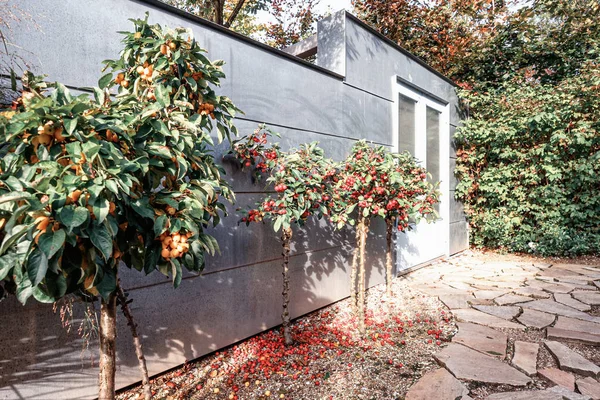 Pommiers chinois poussant contre le mur dans un parc — Photo