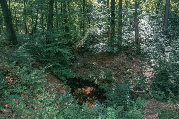 Pequenos fluxos fluem entre as árvores da floresta — Fotografia de Stock