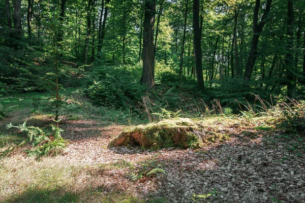 公园里被苔藓覆盖的树桩 — 图库照片