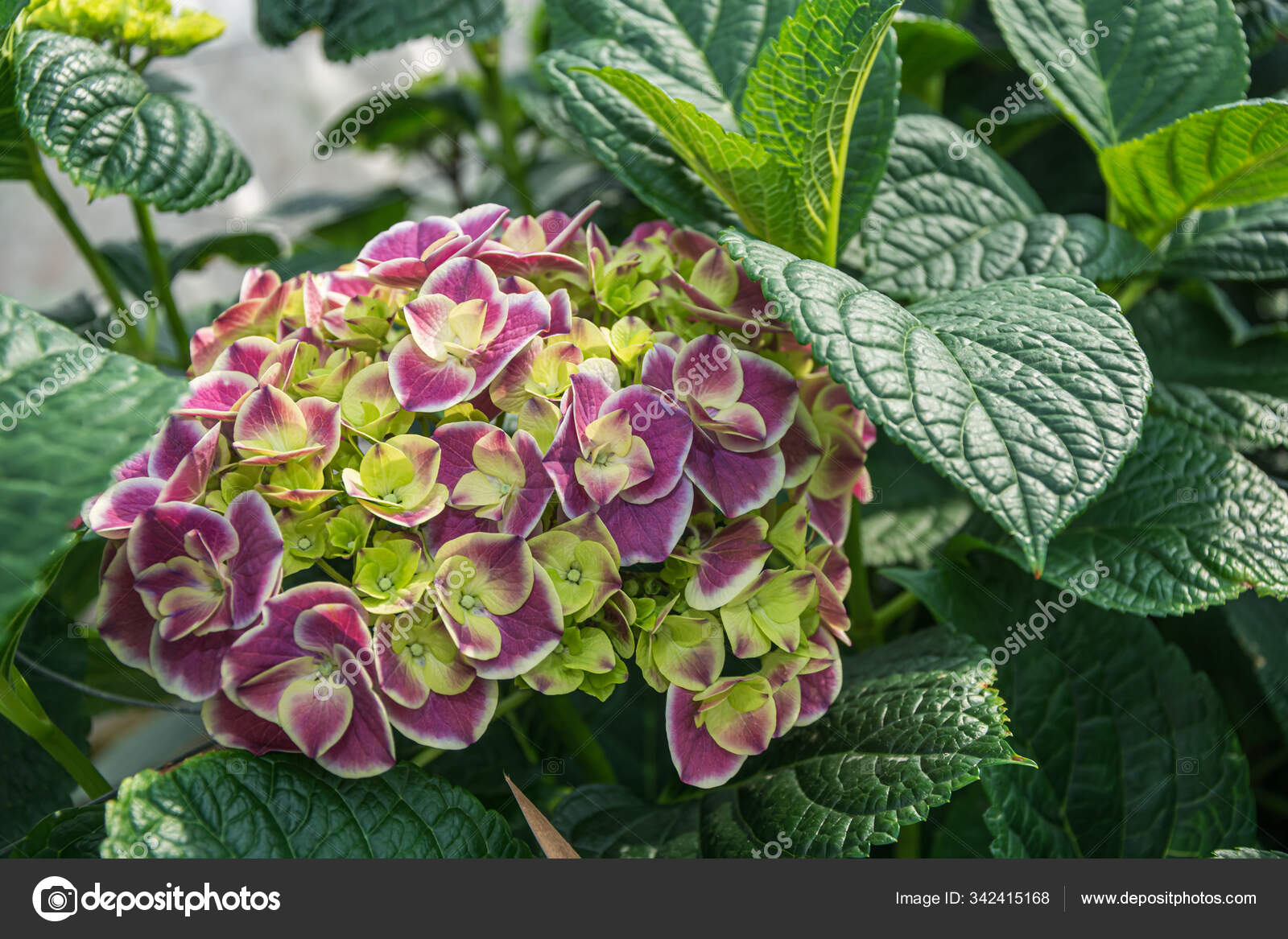 Cultivo de hortensias en un enorme invernadero: fotografía de stock ©  Julia700702 #342415168 | Depositphotos