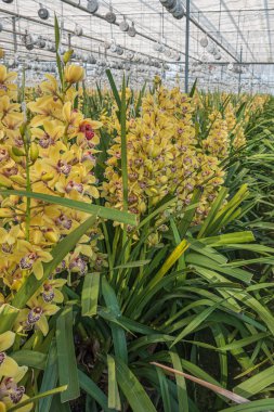 Kocaman bir serada sarı orkideler yetişiyor. 