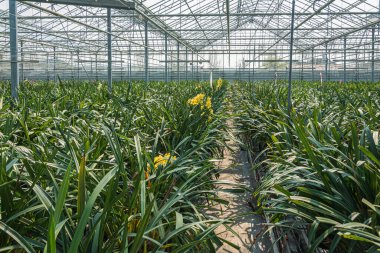 Kocaman bir serada sarı orkideler yetişiyor.