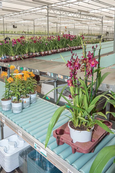Цветущие ветви орхидей в теплице упакованы и готовы к транспортировке — стоковое фото