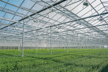 Hollanda 'da büyük bir serada çiçek açan kasımpatılar ve santiniler.