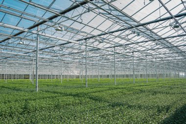 Hollanda 'da büyük bir serada çiçek açan kasımpatılar ve santiniler.