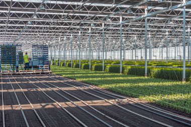 Nootdorp, The Netherlands, April 7, 2019: Staff busy planting young chrysanthemums in a huge greenhouse