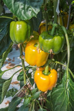 Hollanda 'da büyük bir serada sarı biber yetişiyor.