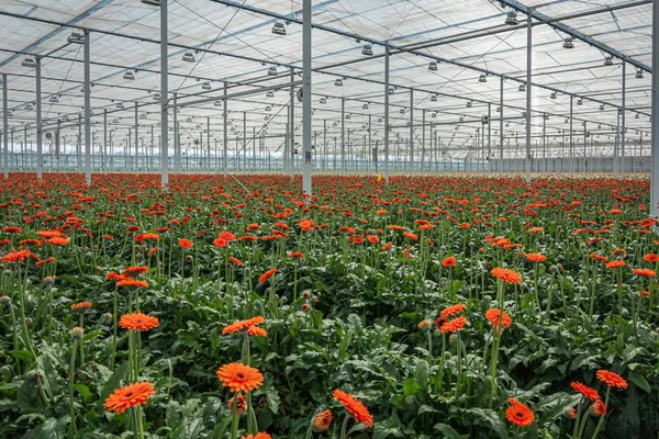 Kvetoucí Gerber Velkém Skleníku Nizozemsku — Stock fotografie