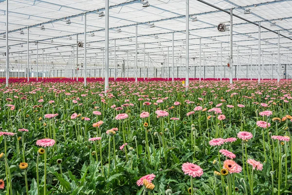 Blommande Gerbera Ett Stort Växthus Nederländerna — Stockfoto