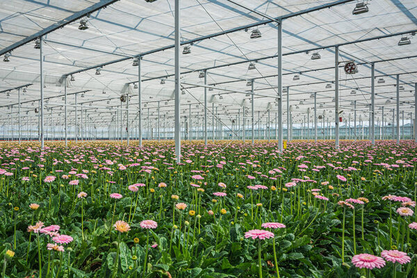 Flowering gerberas in a large greenhouse in the Netherlands
