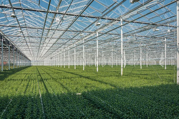 Blommande Krysantemum Och Santinis Ett Stort Växthus Nederländerna — Stockfoto