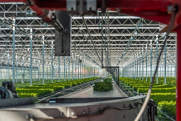 Plockade Krysantemum Transportbandet Väg Till Förpackningsavdelningen Ett Enormt Växthus Nederländerna — Stockfoto
