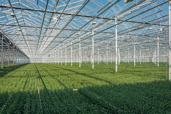 Bloeiende Chrysanten Santini Een Grote Kas Nederland Rechtenvrije Stockafbeeldingen