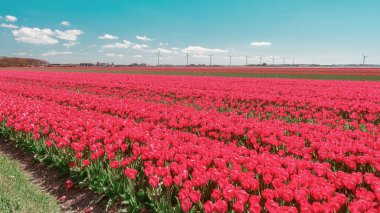 Hollanda 'nın Noord-Holland eyaletinin kumullarının arkasındaki kırmızı laleli tarla