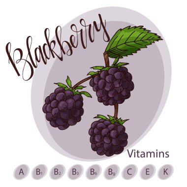 Vektör meyve blackberry unsuru. El yazı ile çizilmiş simgesi. Gıda illüstrasyon Cafe, market, menü tasarımı için