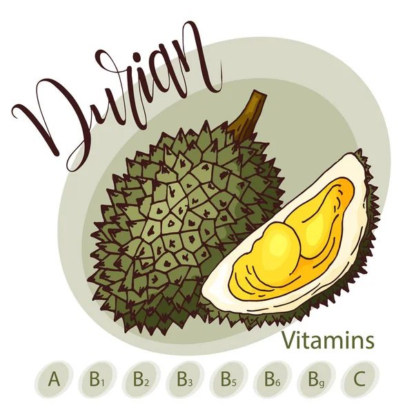 A durian vektor gyümölcs eleme. Kézzel rajzolt ikon felirat. A kávézó, a piac, a menü design élelmiszer ábra — Stock Vector