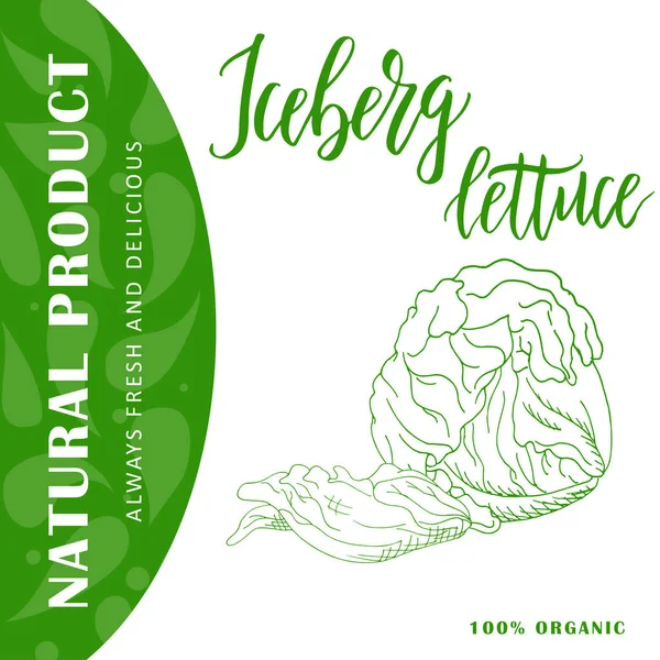 Банер з овочами. Ескіз салату Айсберг. Плакат з органічної їжі. Векторні ілюстрації — стоковий вектор