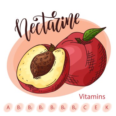 Elle çizilmiş meyve illüstrasyon. Tatlı nektarin öğesi. Vektör çizim kartı veya poster için