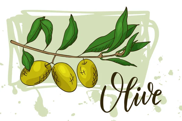 Дизайн продуктов питания с овощами. Ручной эскиз оливки. Органический свежий продукт для открытки или дизайн плаката для рынка. Красочная векторная иллюстрация — стоковый вектор