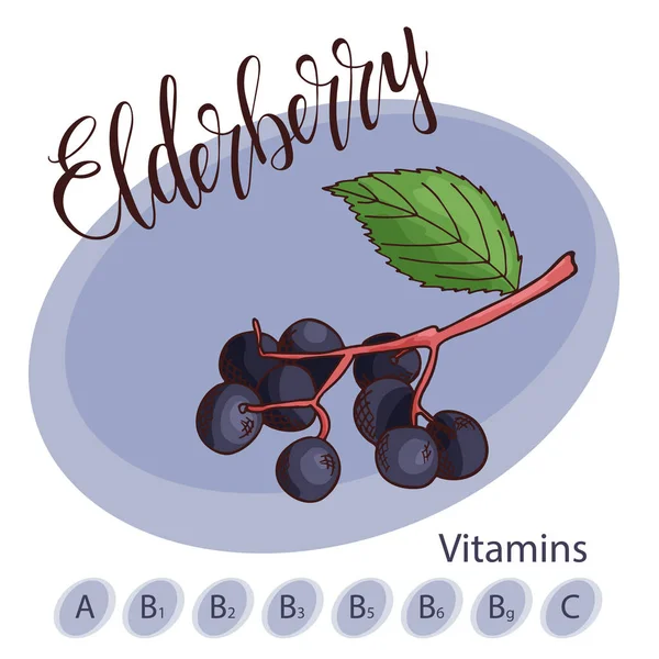 Vektör mürver meyve unsuru. El yazı ile çizilmiş simgesi. Gıda illüstrasyon Cafe, market, menü tasarımı için.