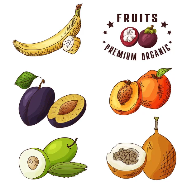 Ilustração desenhada à mão de banana, pêssego de ameixa, ziziphus, voavanga. Conjunto de frutas. Elementos de esboços coloridos — Vetor de Stock