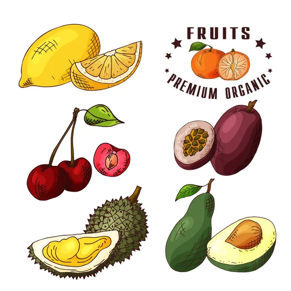 Illustrazione disegnata a mano di limone, ciliegia, frutto della passione, durian, avocado. Set og frutta. Elementi di schizzi colorati . — Vettoriale Stock