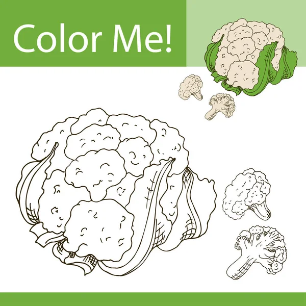 Vzdělávání omalovánky se zeleninou. Ručně kreslené vektorové ilustrace couliflower. — Stockový vektor