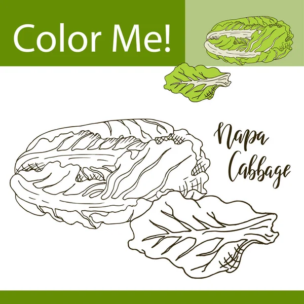 Coloriage d'éducation avec des légumes. Illustration vectorielle dessinée à la main du chou napa — Image vectorielle