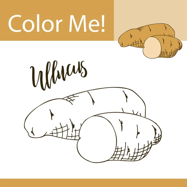 Εκπαίδευση χρωματισμό σελίδα με λαχανικά. Χέρι διανυσματικά εικονογράφηση της ullucus. — Διανυσματικό Αρχείο