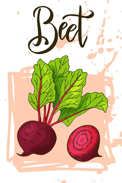 Food design con verdure. Schizzo disegnato a mano di barbabietola. Prodotto fresco biologico per la progettazione di carte o poster per caffè, mercato. Illustrazione vettoriale colorata — Vettoriale Stock