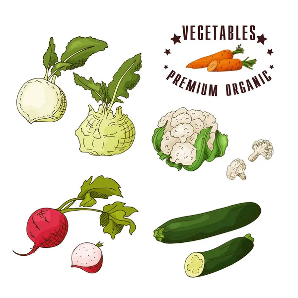 Handgezeichnete vegetarische Illustration. Isotalenelemente Kohlrabi, Couliflower, Rettich, Zucchini. Vektorskizze für Karte oder Poster — Stockvektor