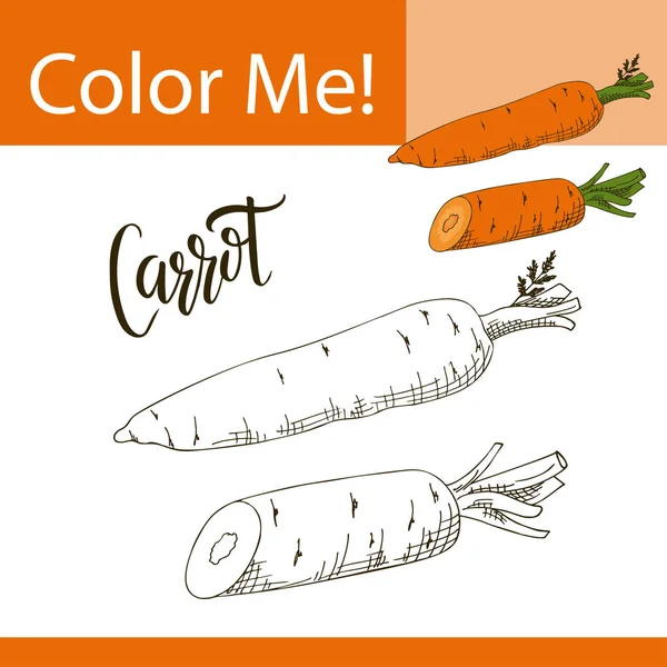 Coloriage d'éducation avec des légumes. Illustration vectorielle dessinée à la main de la carotte — Image vectorielle