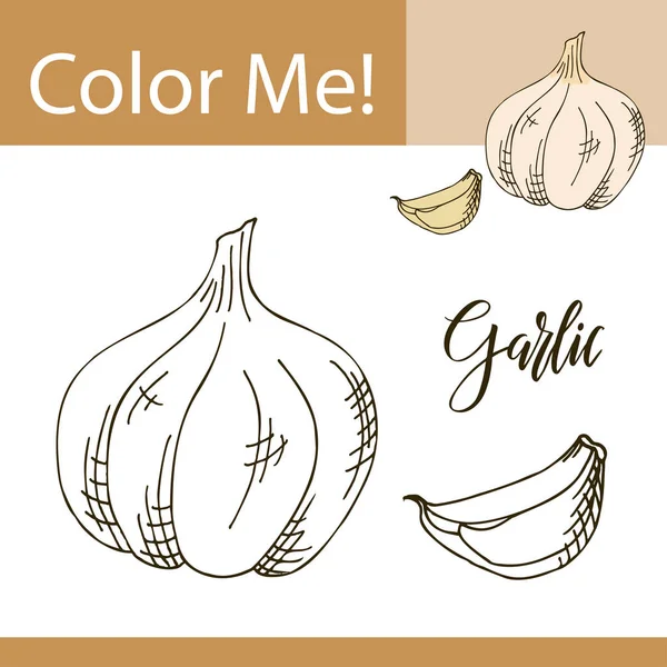 Pagina di colorazione di istruzione con vegetale. Illustrazione vettoriale disegnata a mano dell'aglio — Vettoriale Stock