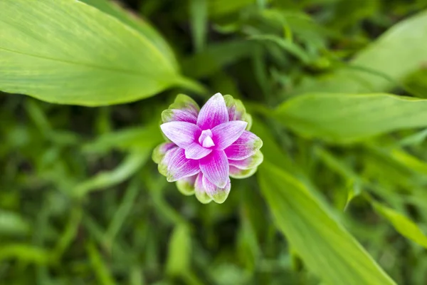 Krachai flower green tone