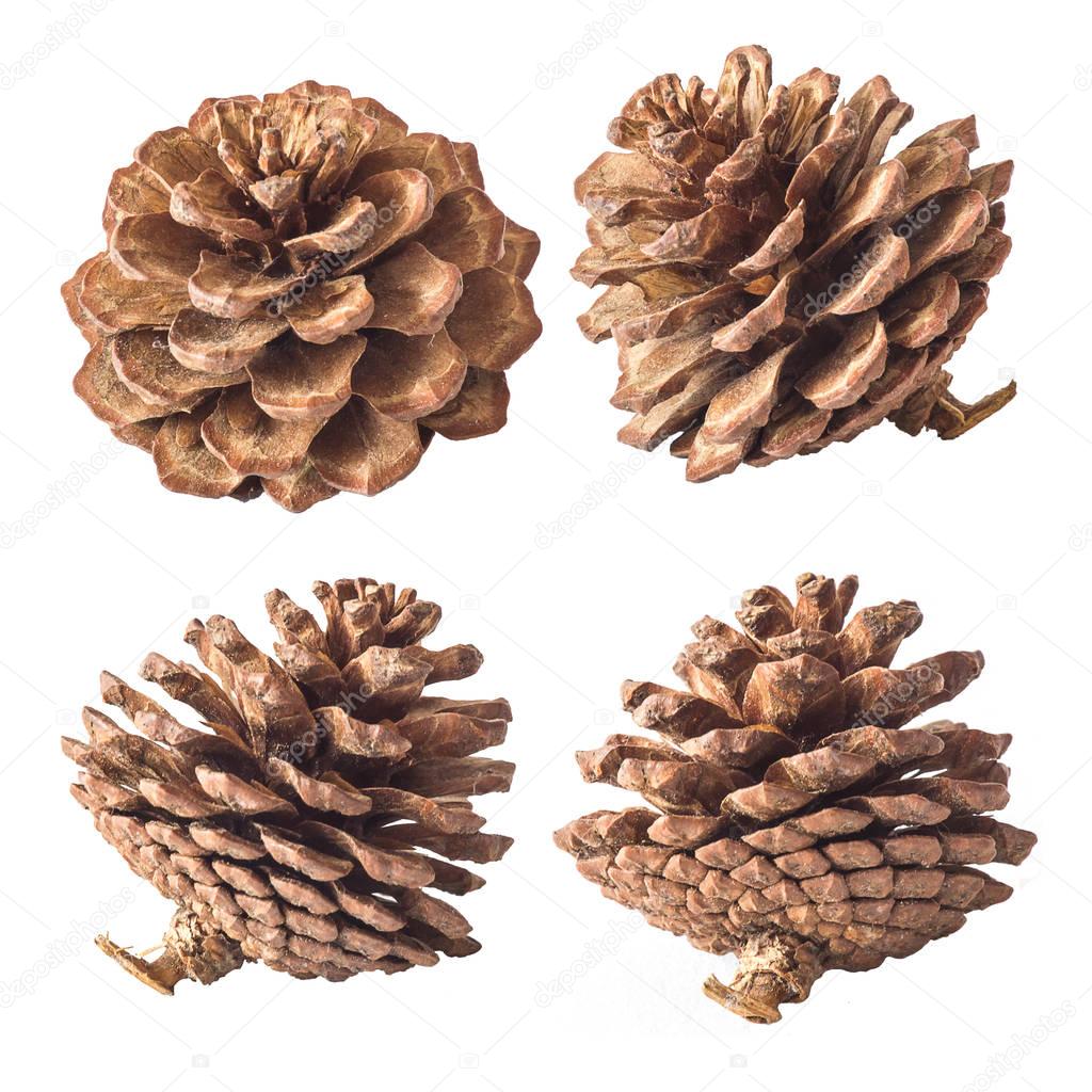 set of cones various coniferous trees isolated on white background
