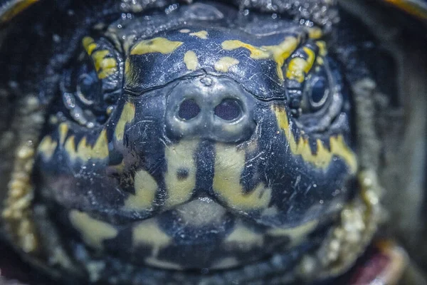 Cara de tartaruga imagem close up — Fotografia de Stock