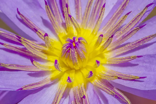 Commérages lotus violet gros plan Photo De Stock