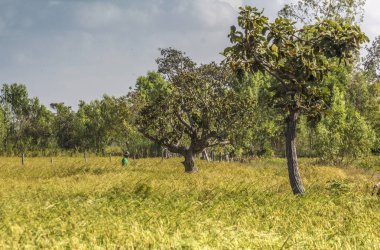 Taylandlı çiftçi pirinç tarlasında