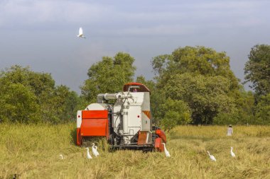 Tayland birleştirmek biçerdöver pirinç alan çalışma