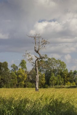 Pirinç alan ağacında